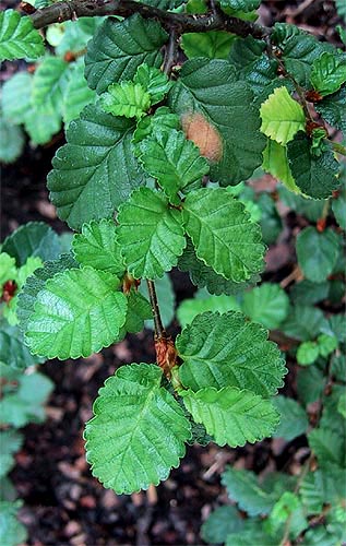 Blätter von Nothofagus pumilio